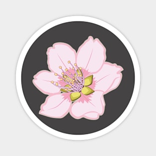 Sakura Cherry Blossom Flower Vector Design Magnet